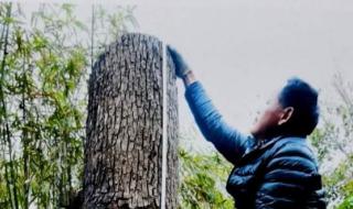 修剪香樟树被罚 修剪香樟树被罚