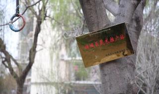 一棵树是什么牌子 一棵树是什么牌子