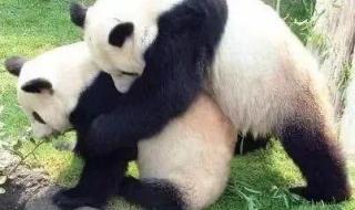 迎接熊猫丫丫回国 迎接熊猫丫丫回国