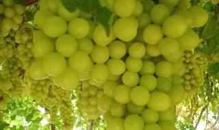 无核白葡萄