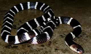 银环蛇咬伤 银环蛇咬伤