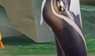 王者荣耀镜 王者荣耀镜